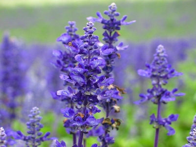 ALLA LAVANDA